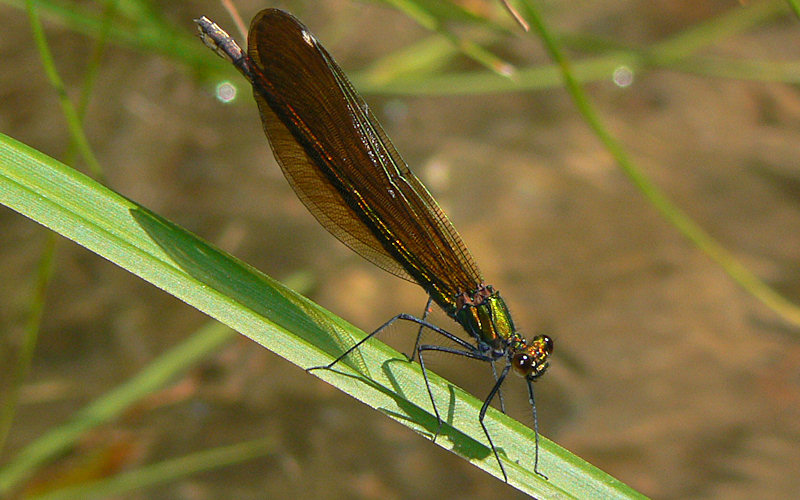 Un paio di libellule